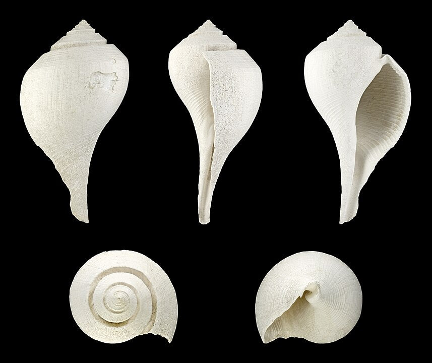 Pear Whelk (Busycotypus spiratus): An Overview of Its Habitat and Behavior