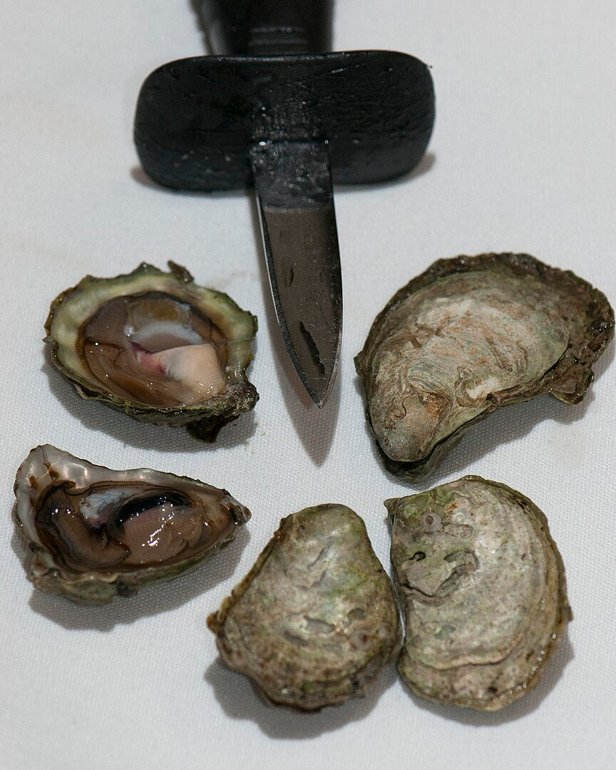 Olympia Oyster (Ostrea lurida): Insights into Their Habitat and Conservation Status