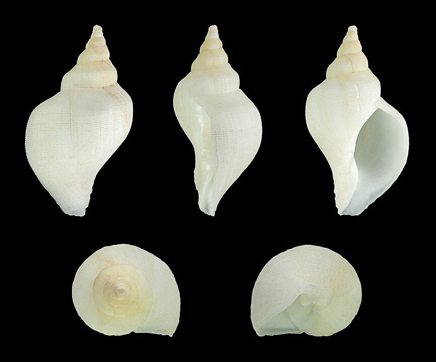 Red Whelk (Neptunea antiqua): Habitat, Characteristics, and Culinary U