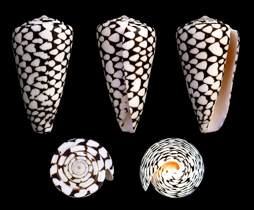 Marble Cone (Conus marmoreus): A Comprehensive Guide to Its Habitat and Behavior