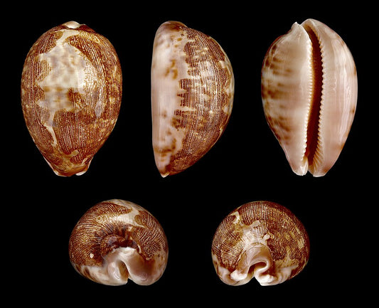 Slit Cowrie (Leporicypraea mappa): An Insight into Its Habitat and Importance