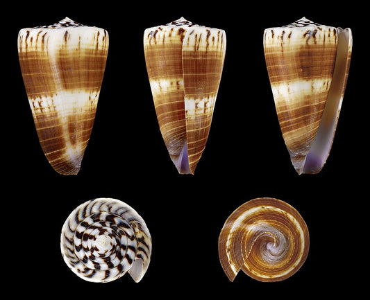 Planorbis Cone (Conus planorbis): Understanding Its Habitat and Characteristics