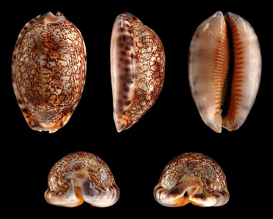 Arabian Cowrie (Lyncina arabica): An Overview of Its Habitat and Significance