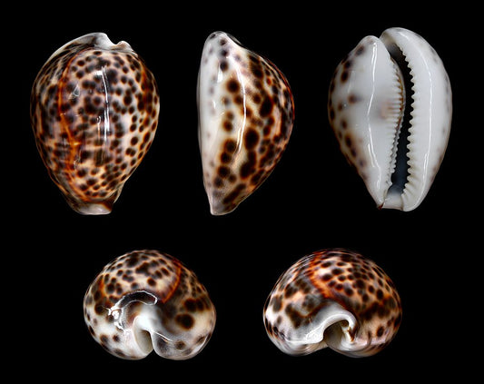 Tiger Cowrie (Cypraea tigris): A Guide to Its Habitat and Characteristics