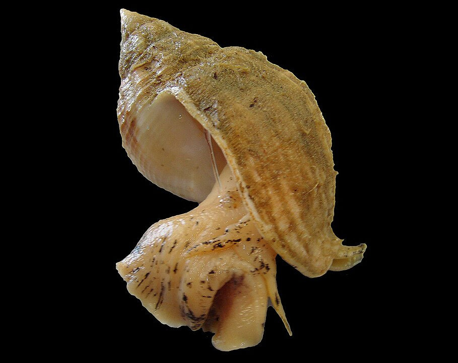 Common Whelk (Buccinum undatum): An Overview of Its Ecology and Culinary Uses