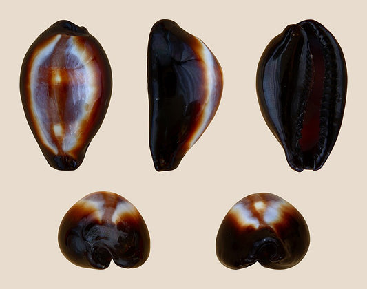 Onyx Cowrie (Erronea onyx): Insights into Its Habitat and Conservation