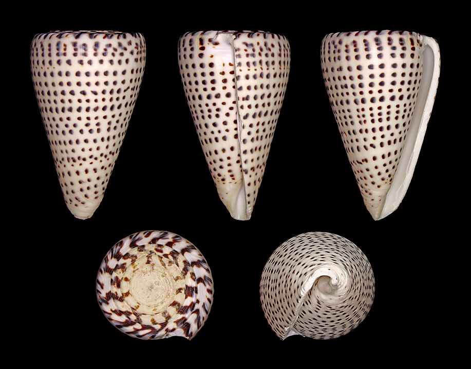 Leopard Cone (Conus leopardus): A Deep Dive into Its Habitat and Characteristics