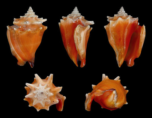 Fighting Conch (Strombus pugilis): An Insight into Its Habitat and Behavior