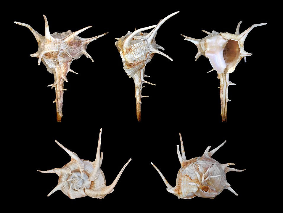 Horned Murex (Bolinus cornutus): A Fascinating Marine Gastropod