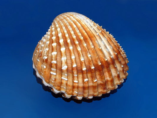 Rough Cockle (Acanthocardia tuberculata): A Comprehensive Guide to Its Habitat and Ecology