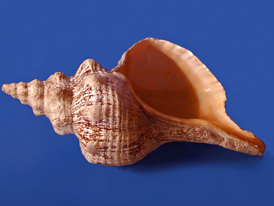 Horse Conch (Triplofusus giganteus): A Key Species in Marine Ecosystems