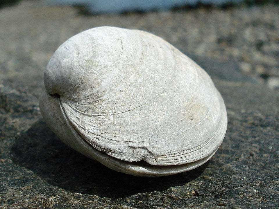 Butter Clam (Saxidomus gigantea): Understanding Its Habitat and Culinary Uses