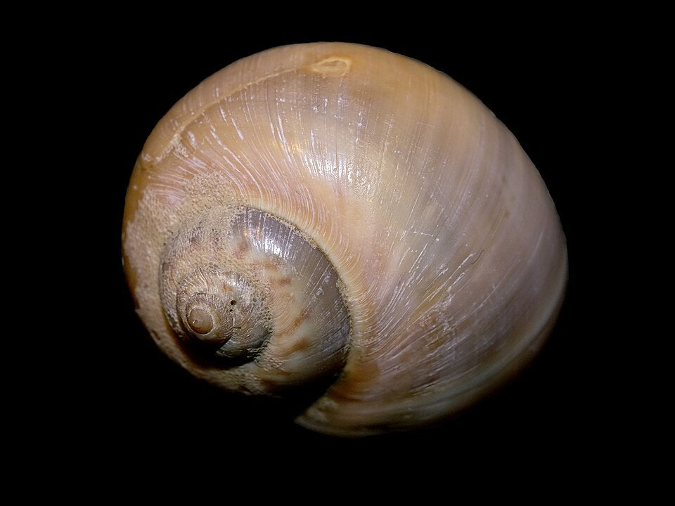 White Moon Snail (Euspira catena): A Comprehensive Guide to Its Habitat and Behavior