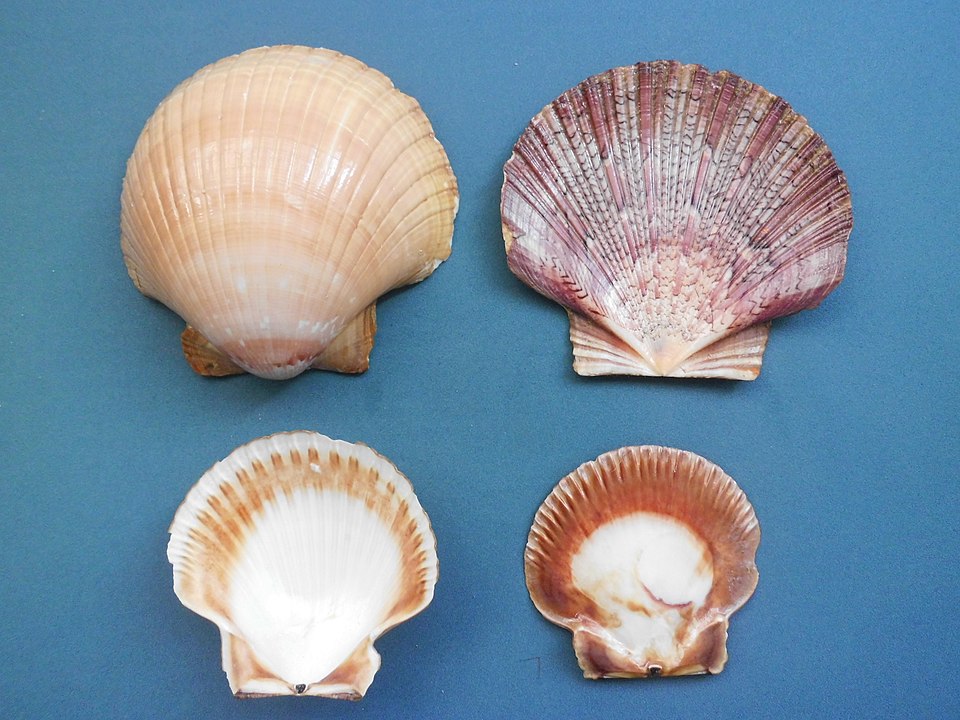 Zigzag Scallop (Euvola ziczac): An Overview of Its Habitat and Characteristics