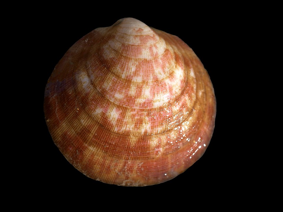 Dog Cockle (Glycymeris glycymeris): A Comprehensive Overview of Its Habitat and Biology