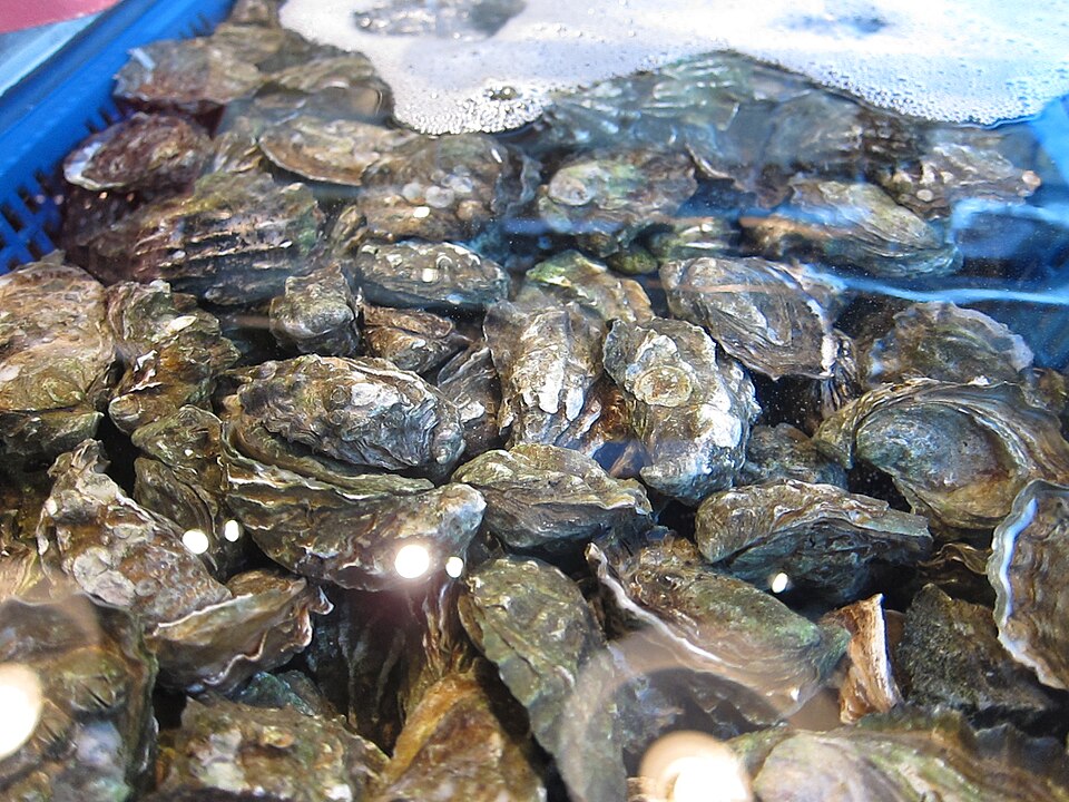 Kumamoto Oyster (Crassostrea sikamea): A Delicacy of Flavor and Sustai