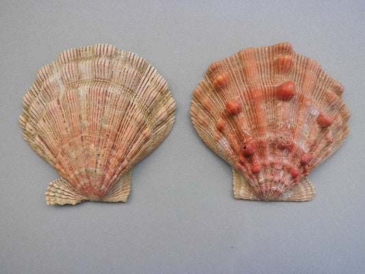 Lion's Paw Scallop (Nodipecten nodosus): A Comprehensive Overview of This Unique Marine Species