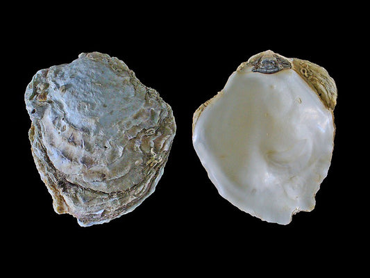 European Flat Oyster (Ostrea edulis): Key Facts and Ecological Importance