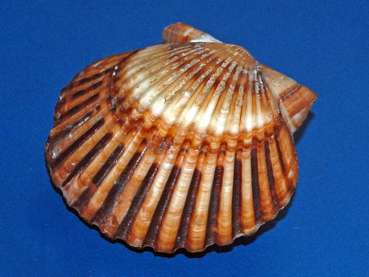 Bay Scallop (Argopecten irradians): A Comprehensive Guide to Its Habitat and Culinary Uses