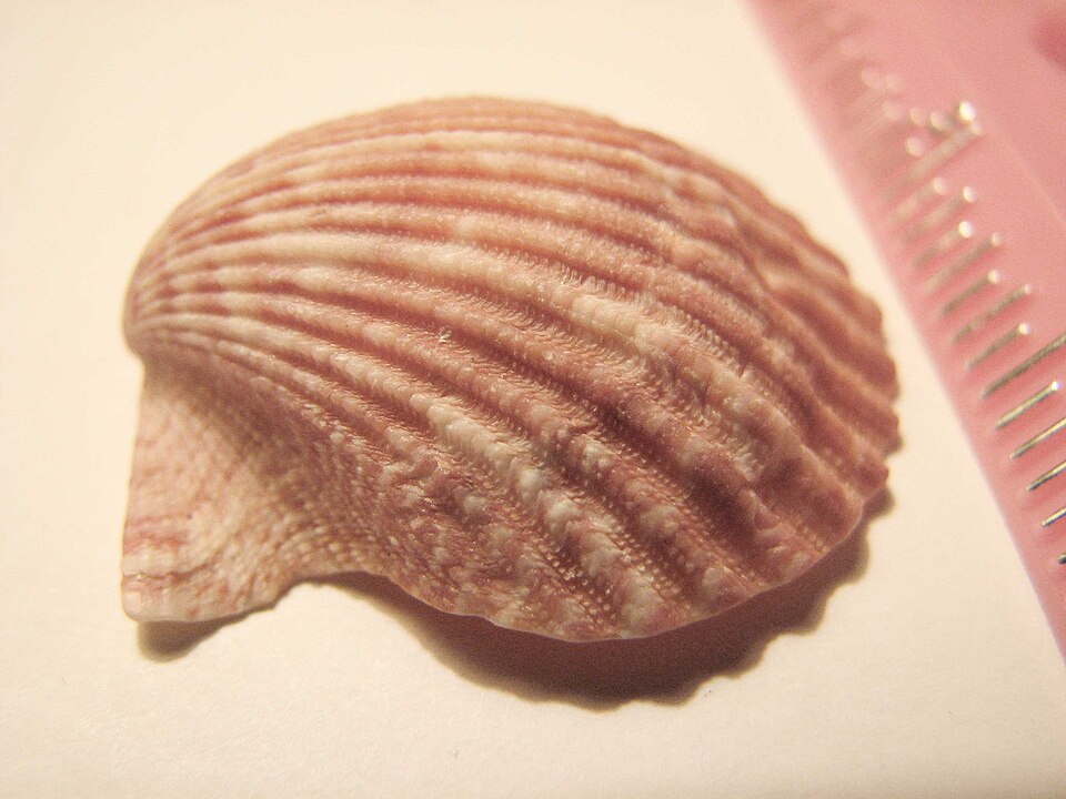 Rough Scallop (Aequipecten muscosus): A Comprehensive Overview of Its Habitat and Culinary Uses