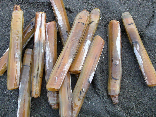 Gould's Razor Shell (Solen strictus): A Comprehensive Overview of Its Habitat and Characteristics