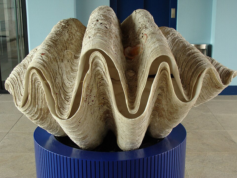 Giant Clam (Tridacna gigas): The Ocean's Largest Bivalve and Its Ecosystem Role