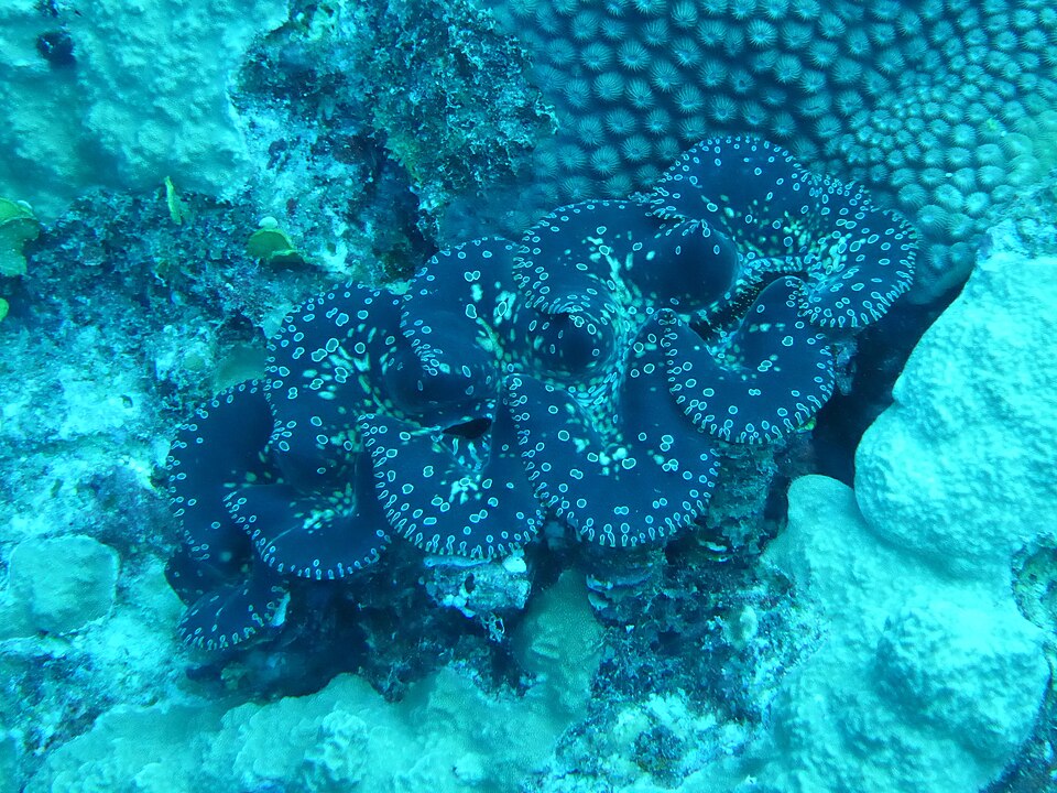 Small Giant Clam (Tridacna noae): An Insight into Its Habitat and Conservation Status