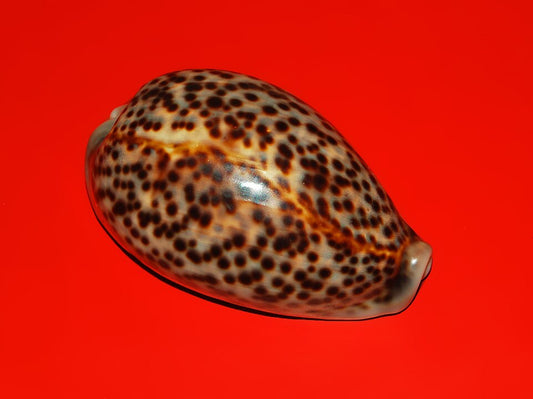 Panther Cowrie (Lyncina pantherina): A Detailed Overview of its Habitat and Characteristics