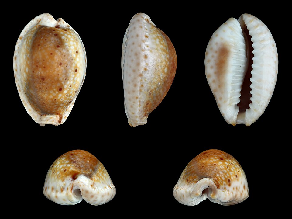 Cowrie-Egg (Erosaria ocellata): A Comprehensive Guide to Its Habitat and Characteristics