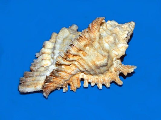 Lace Murex (Chicoreus dilectus): A Comprehensive Guide to This Unique Marine Snail