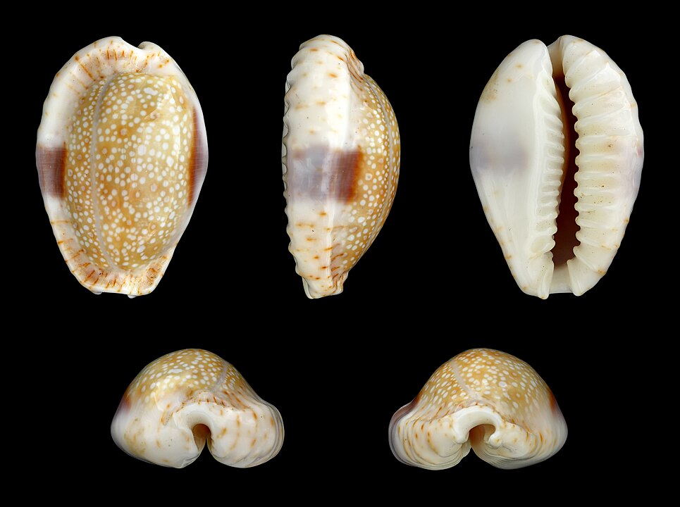 Eros Cowrie (Erosaria erosa): A Guide to Its Habitat and Characteristics