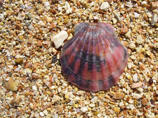 Smooth Scallop (Flexopecten glaber): A Comprehensive Guide to Its Habitat and Culinary Uses