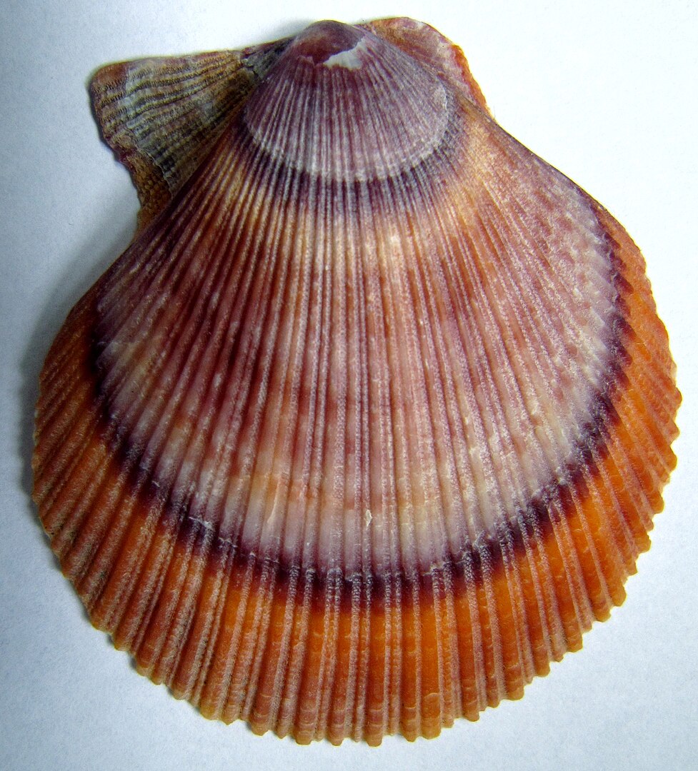 Iceland Scallop (Chlamys islandica): A Comprehensive Guide to Its Habitat and Culinary Use