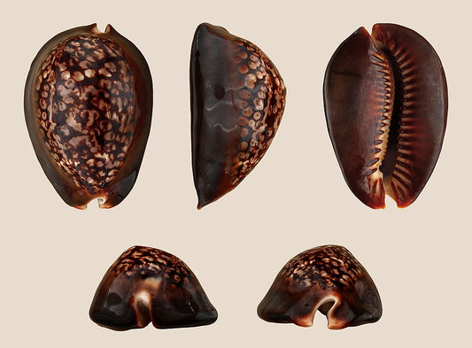 Mauritian Cowrie (Mauritia mauritiana): An Insight into Its Habitat and Cultural Significance