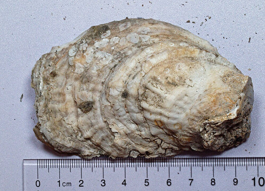 Eastern Oyster (Crassostrea virginica): Key Facts and Ecological Importance