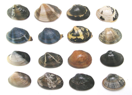 Manila Clam (Ruditapes philippinarum): A Comprehensive Guide to Cultivation and Harvesting