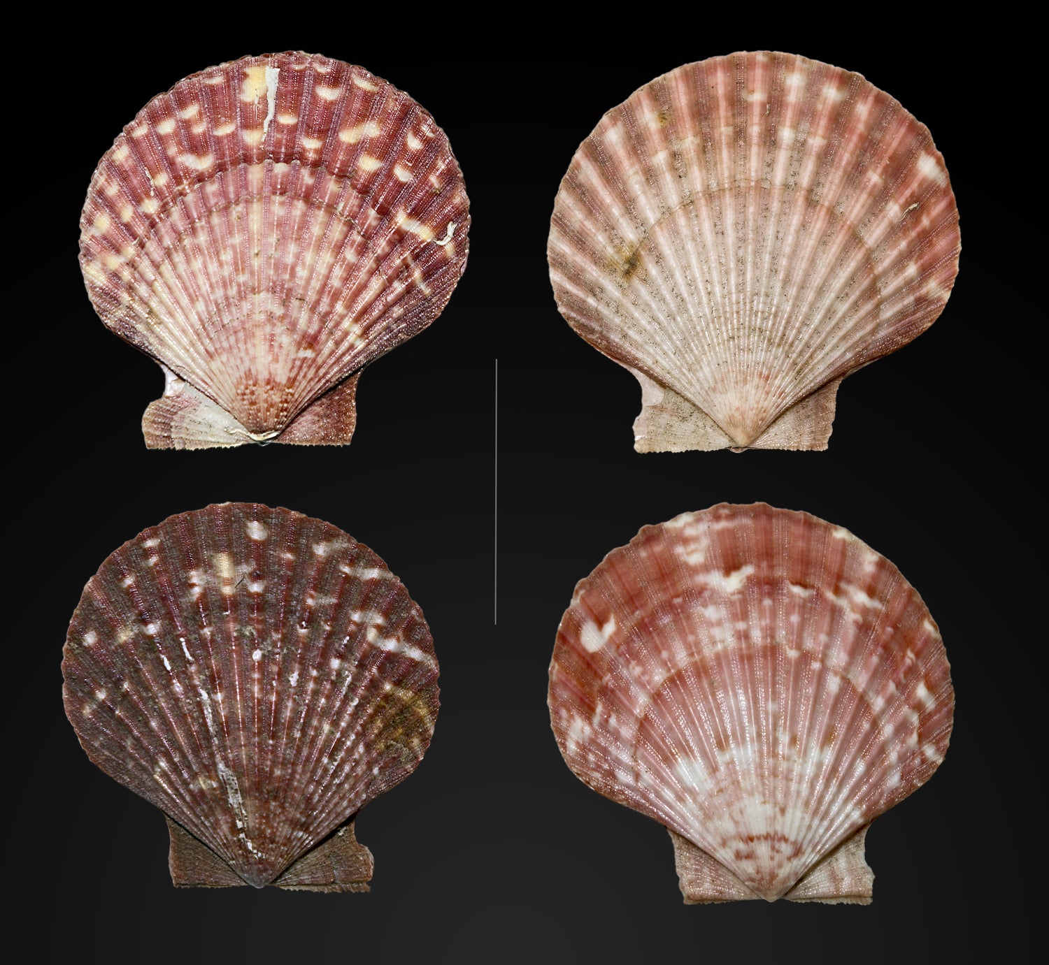 Queen Scallop (Aequipecten opercularis): A Comprehensive Guide to Its Habitat and Culinary Uses