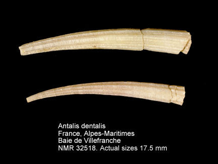 Tooth Tusk Shell (Dentalium dentalis): A Unique Mollusk with Cultural