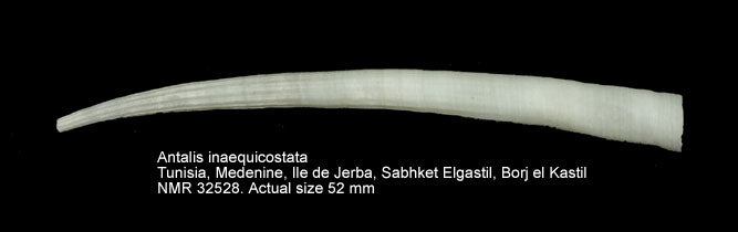 Gray Tusk Shell (Antalis inaequicostata): A Comprehensive Overview of Its Biology and Habitat