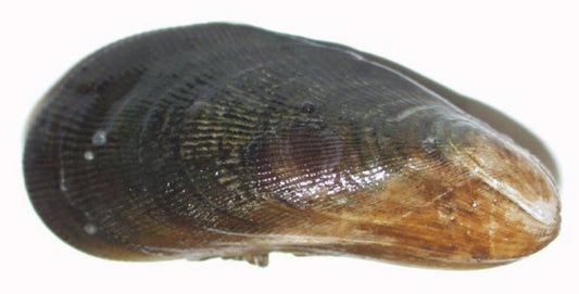 Ribbed Mussel (Geukensia demissa): An Overview of Its Ecology and Importance