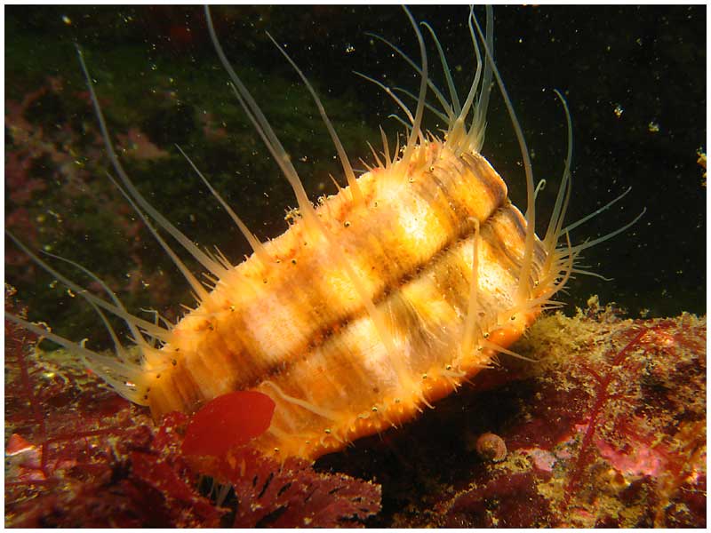 Spiny Scallop (Chlamys hastata): A Comprehensive Guide to Its Habitat and Culinary Uses