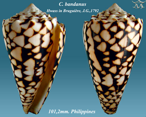 Banded Cone (Conus bandanus): Insights into Its Habitat and Characteristics