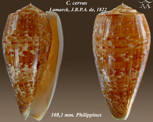 Stag Cone (Conus cervus): A Comprehensive Overview of Its Habitat and Characteristics