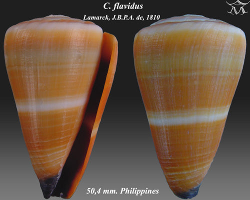 Yellow Cone (Conus flavidus): Characteristics and Habitat of a Fascinating Marine Species