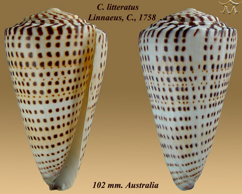 Lettered Cone (Conus litteratus): Characteristics and Habitat Insights