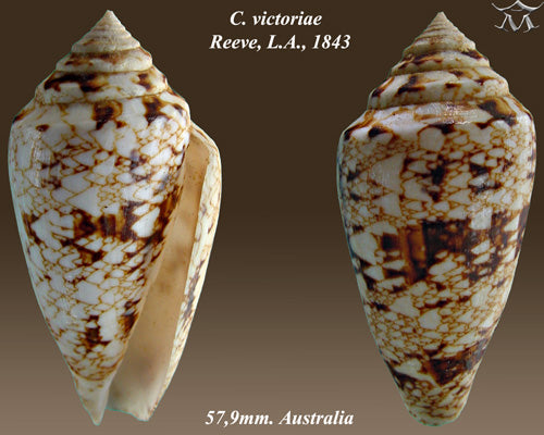 Queen Victoria's Cone (Conus victoriae): An Overview of Its Habitat and Characteristics