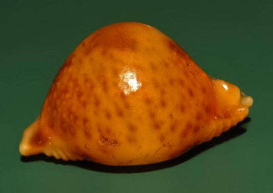 Sienna Cowrie (Pustularia bistrinotata): A Comprehensive Guide to Identification and Habitat