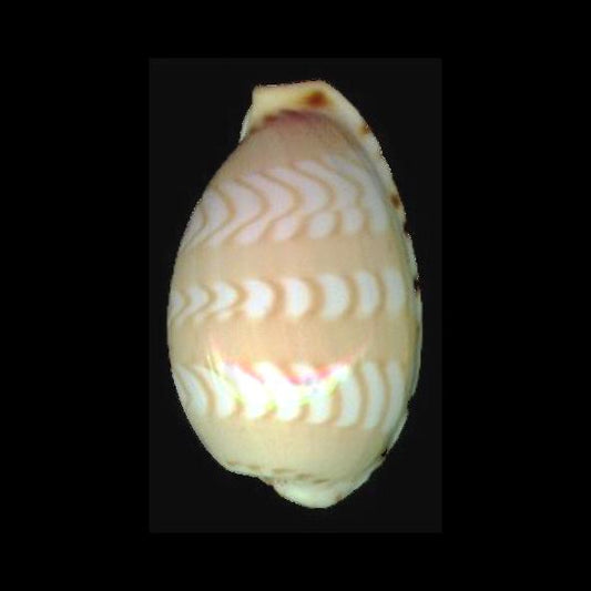 Zebra Cowrie (Cypraea ziczac): A Comprehensive Guide to Its Habitat and Characteristics