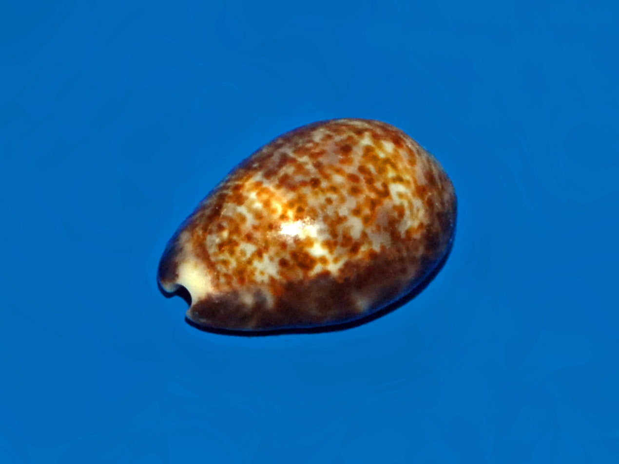 Flame Cowrie (Cypraea felina): A Comprehensive Overview of Its Habitat and Characteristics