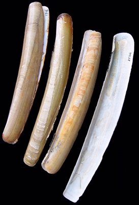 Common Razor Clam (Ensis ensis): A Comprehensive Overview of Its Habitat and Ecology